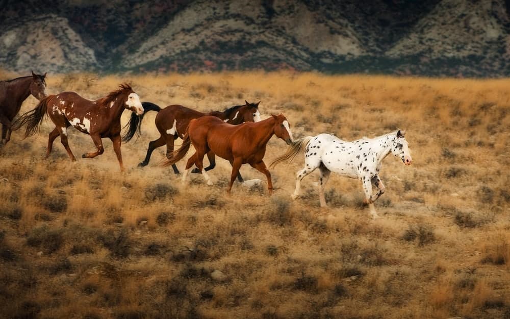 Wild-horsespost2butcouldworkfor1